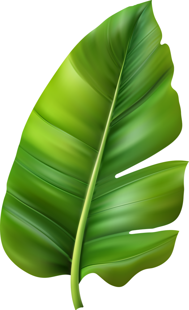 Tropical jungle leaf